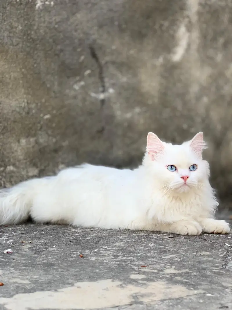 Beautiful Male White Fluffy Cat with Blue Eyes | Healthy & Playful — photo 4