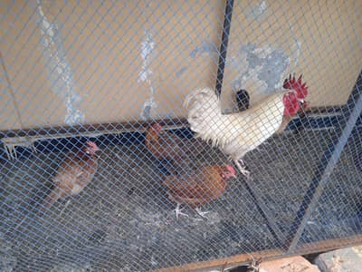 urgent sale 6 male 5 female