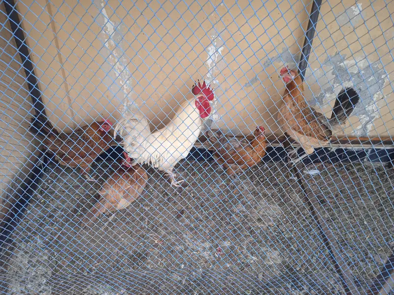 urgent sale 6 male 5 female — photo 2