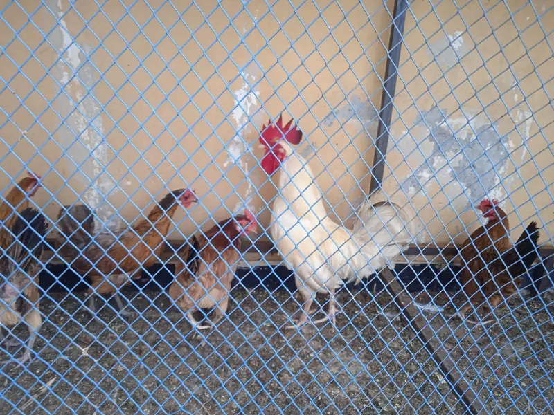 urgent sale 6 male 5 female — photo 3