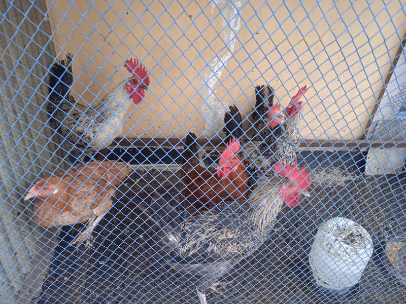 urgent sale 6 male 5 female — photo 4