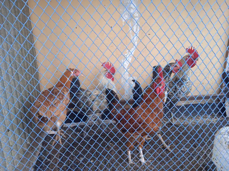urgent sale 6 male 5 female — photo 6