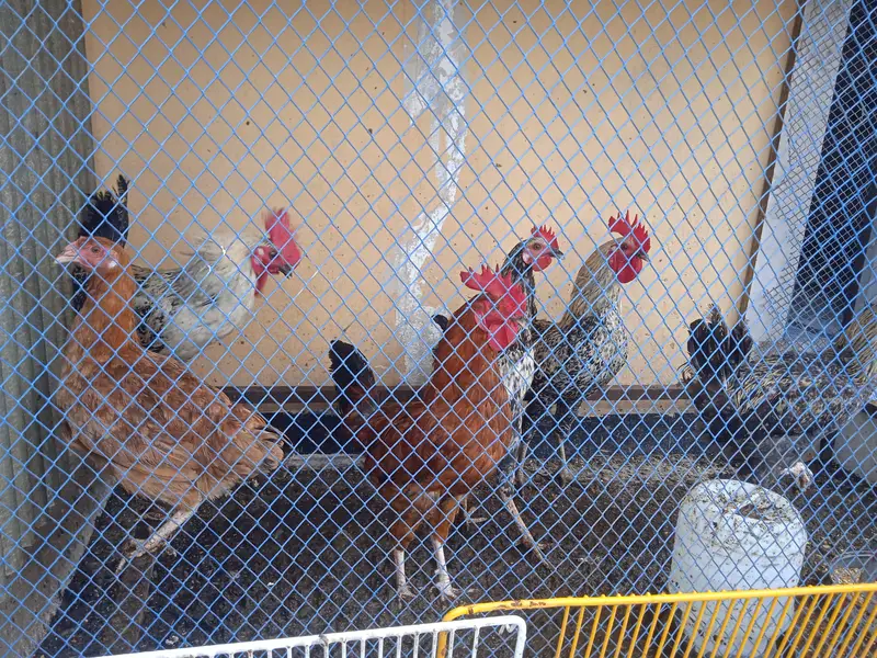 urgent sale 6 male 5 female — photo 7