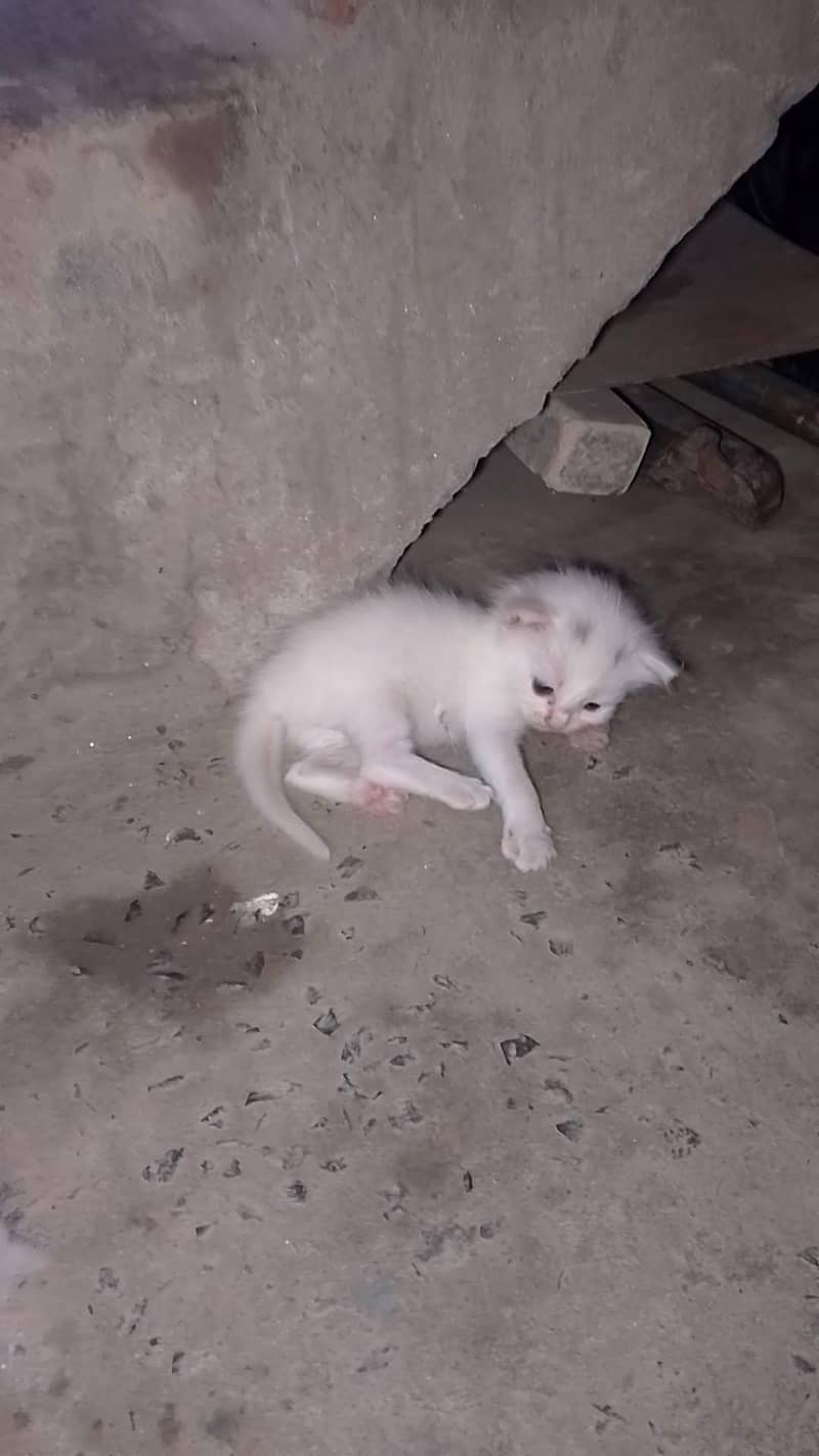 kittens 0