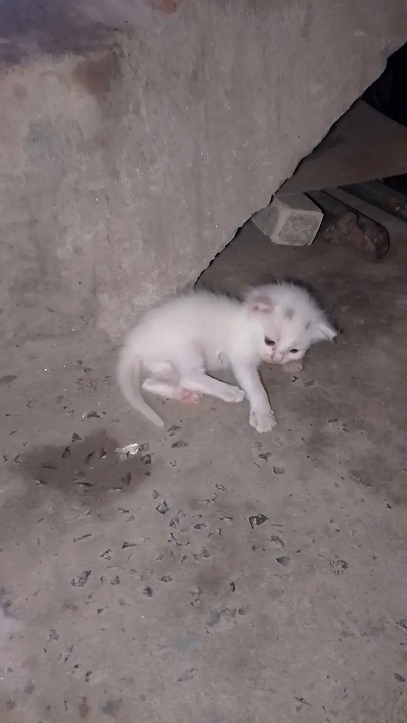 kittens