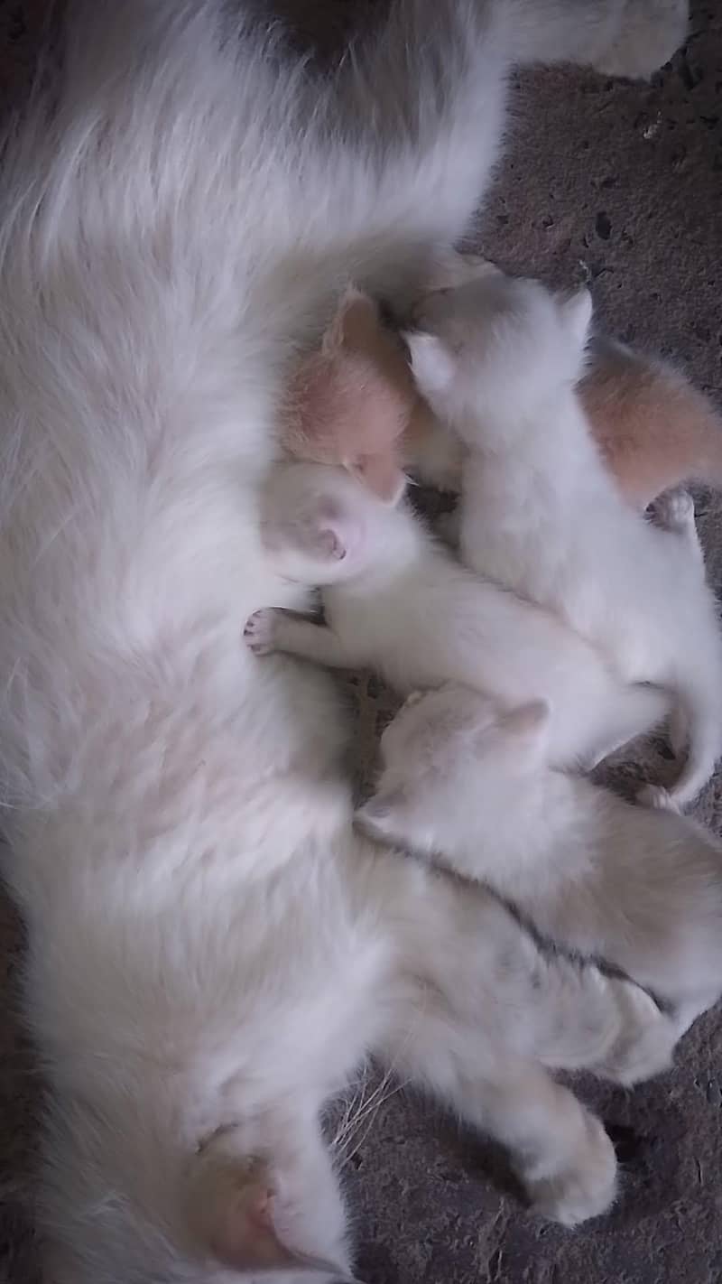 kittens 1