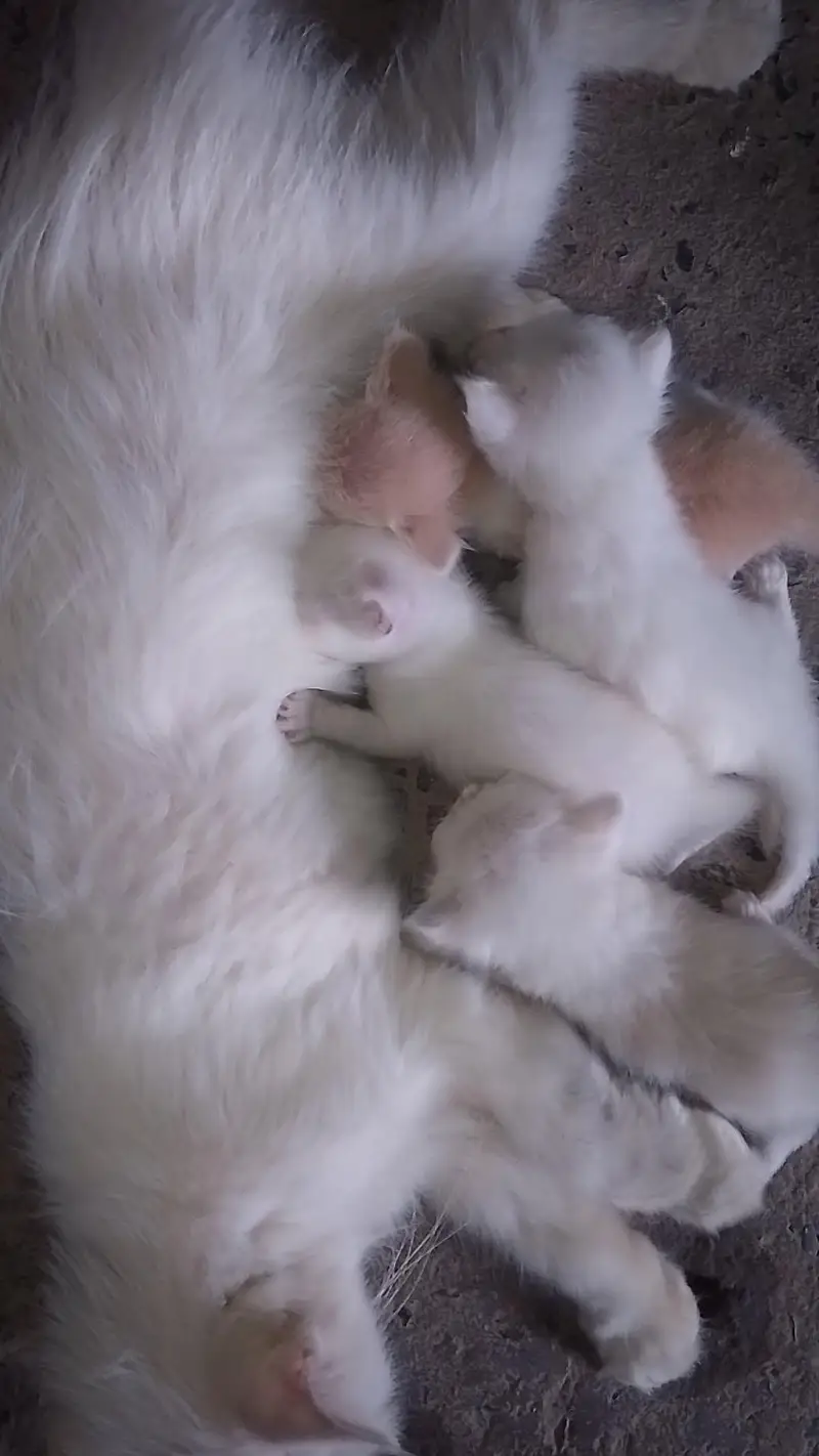 kittens — photo 2
