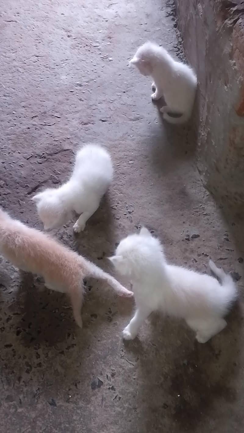 kittens 2