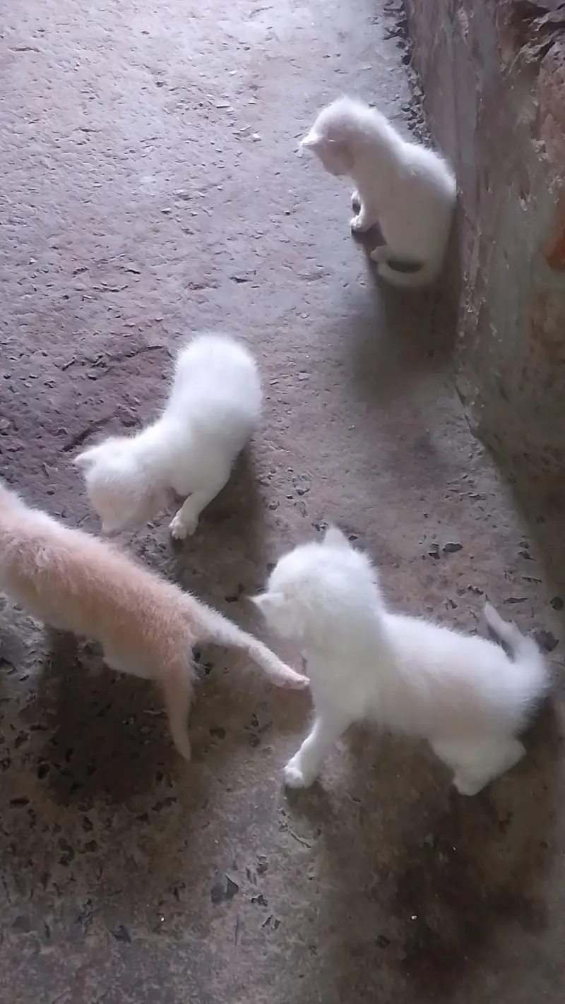 kittens — photo 3