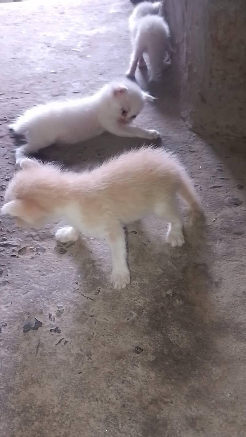 kittens 3