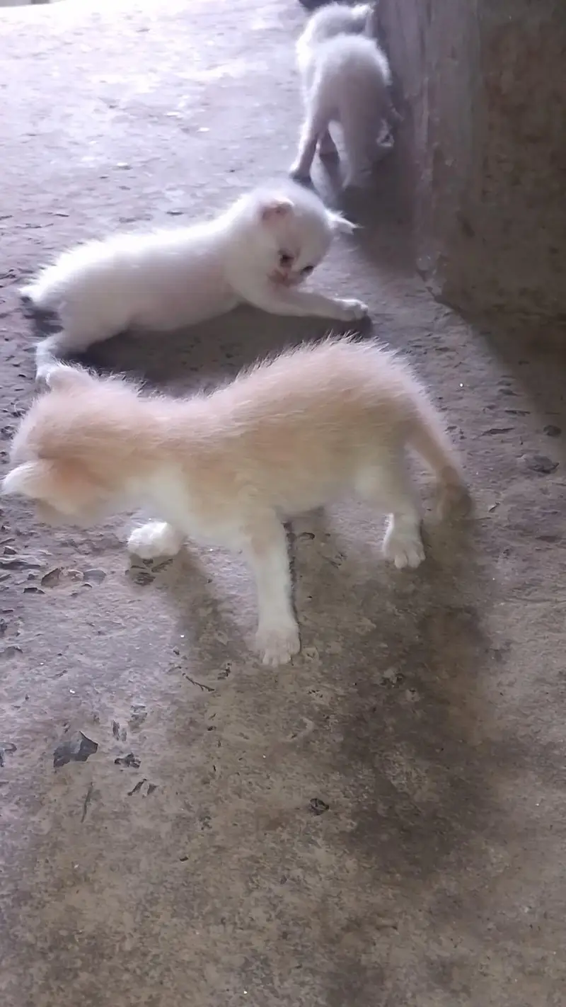 kittens — photo 4