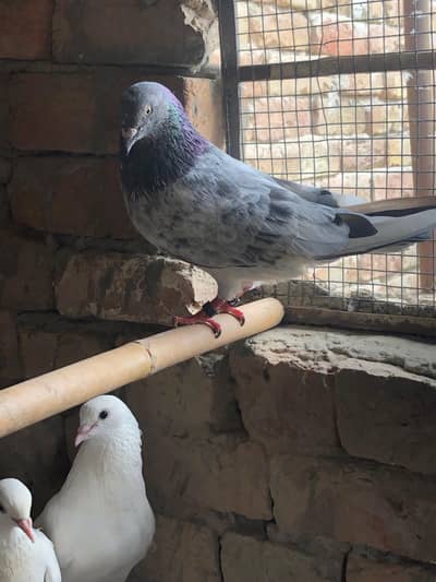 kabutar for sale hai 03276304402