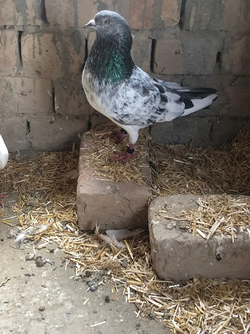 kabutar for sale hai 03276304402 — photo 2