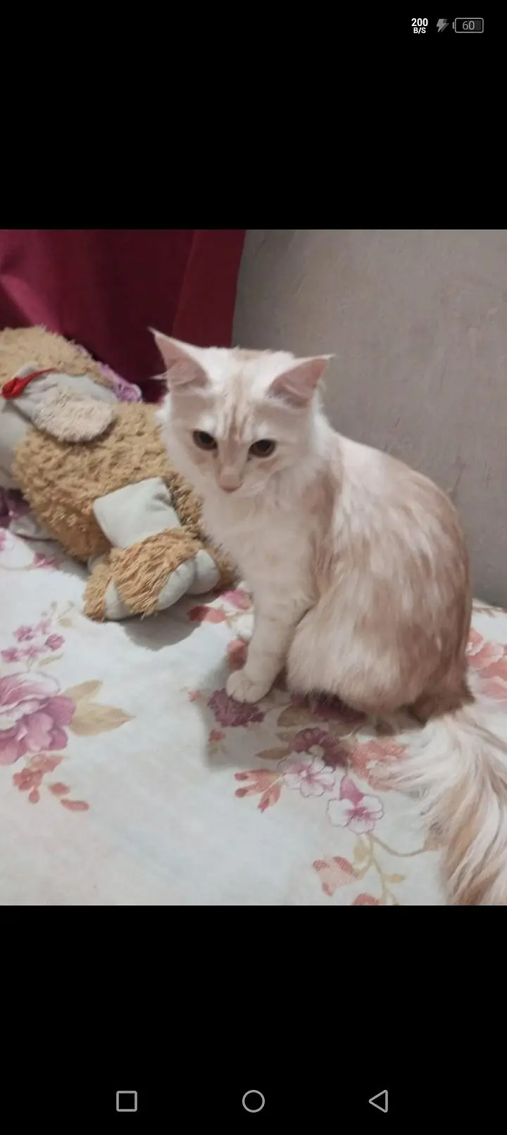 cat 