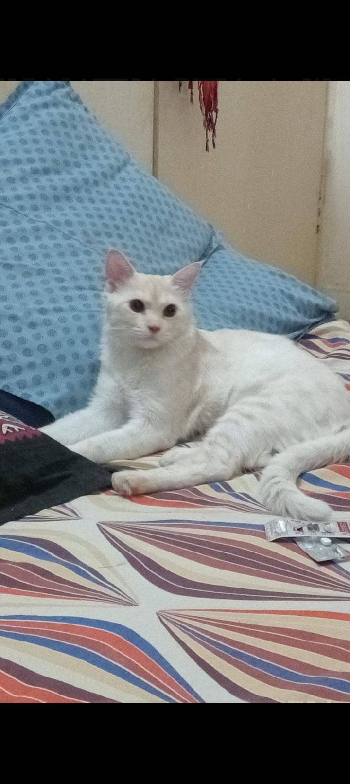 cat  1