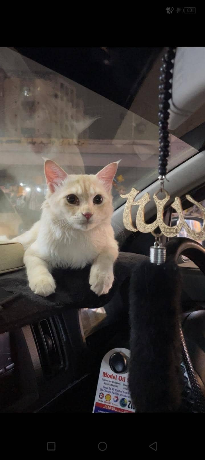 cat  2