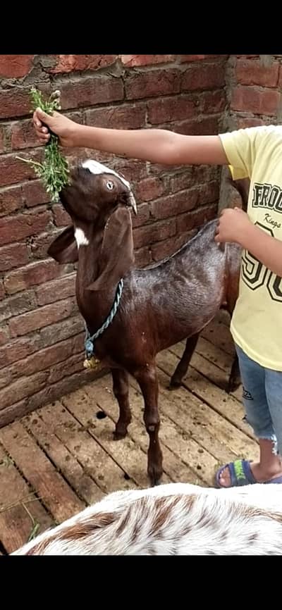 dasi bakra bacha