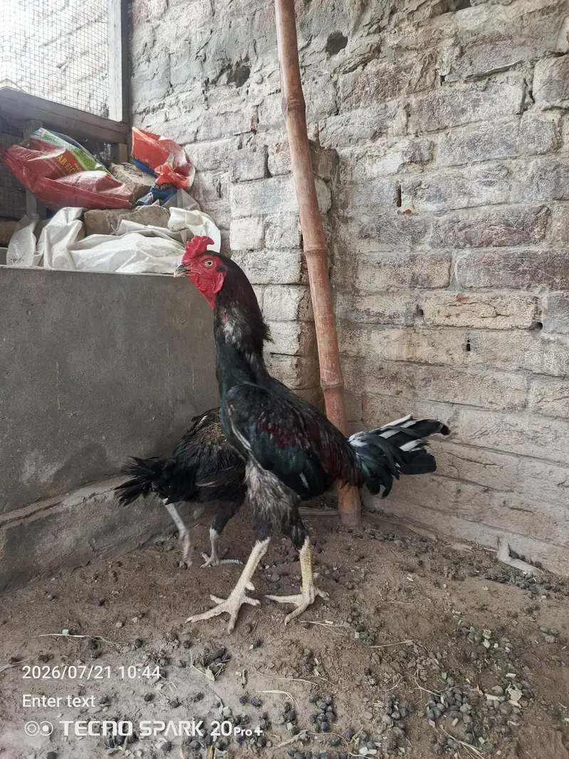 Aseel 1 Murga 2 Murgiyan — photo 2