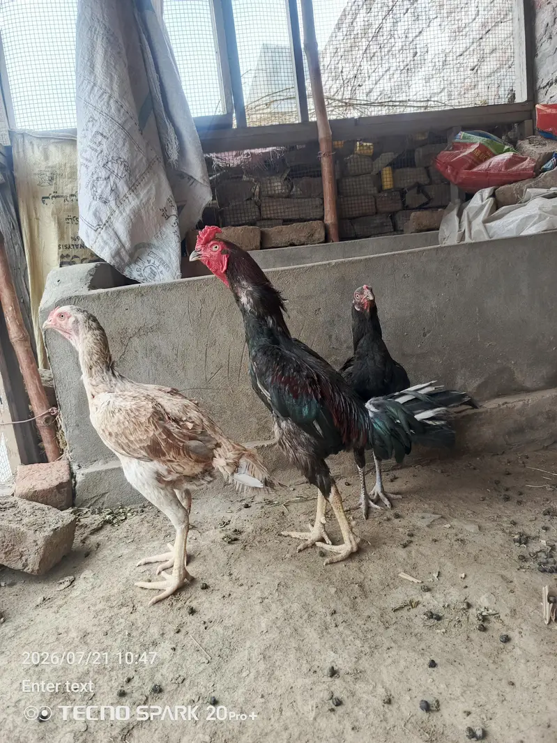Aseel 1 Murga 2 Murgiyan — photo 4