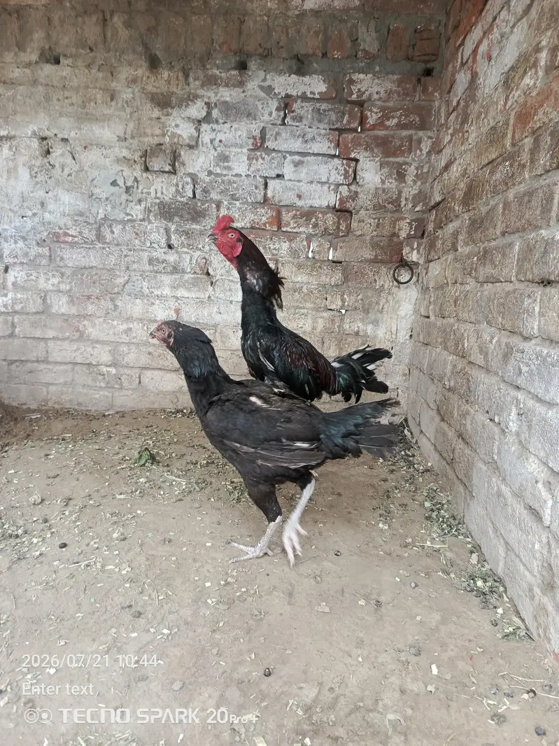 Aseel 1 Murga 2 Murgiyan — photo 8