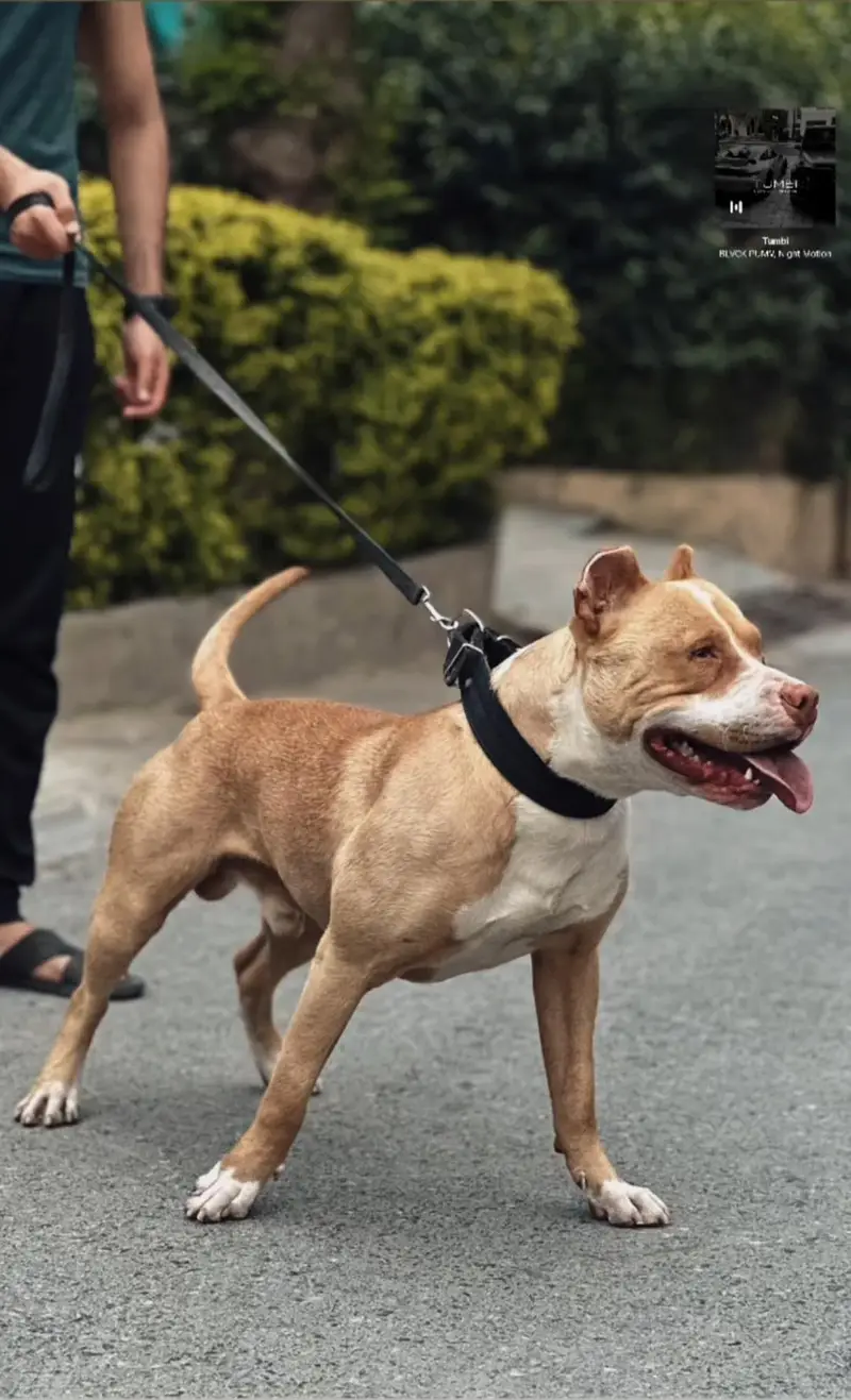 pitbull
