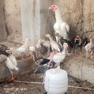 pure heera aseel bchy for sale 03023411262