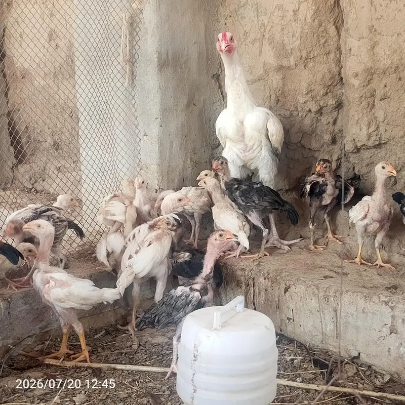 pure heera aseel bchy for sale 03023411262 — photo 2