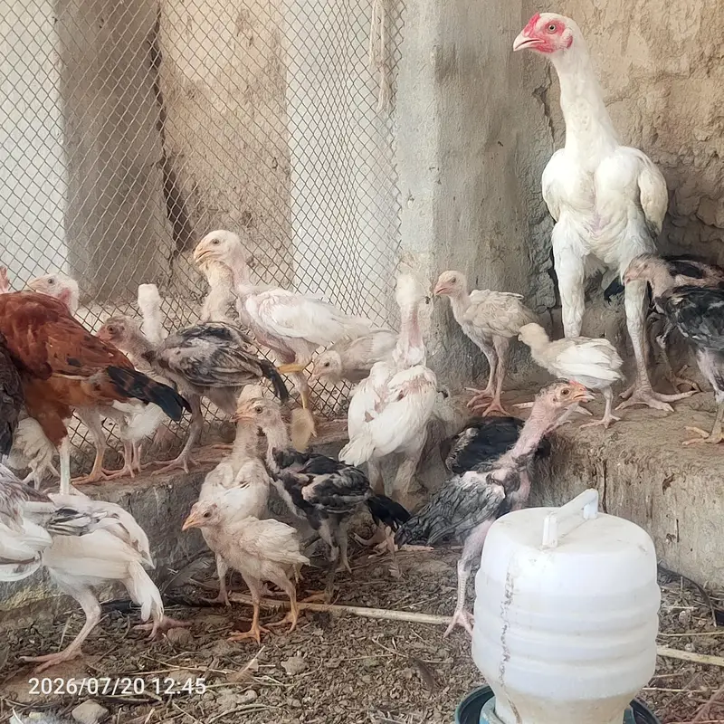 pure heera aseel bchy for sale 03023411262 — photo 3