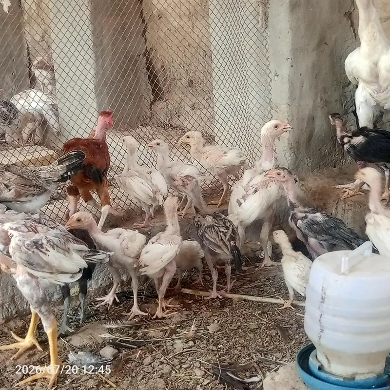 pure heera aseel bchy for sale 03023411262 — photo 4
