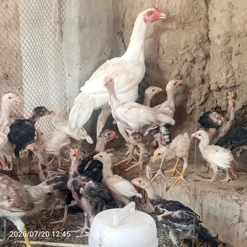 pure heera aseel bchy for sale 03023411262 — photo 5