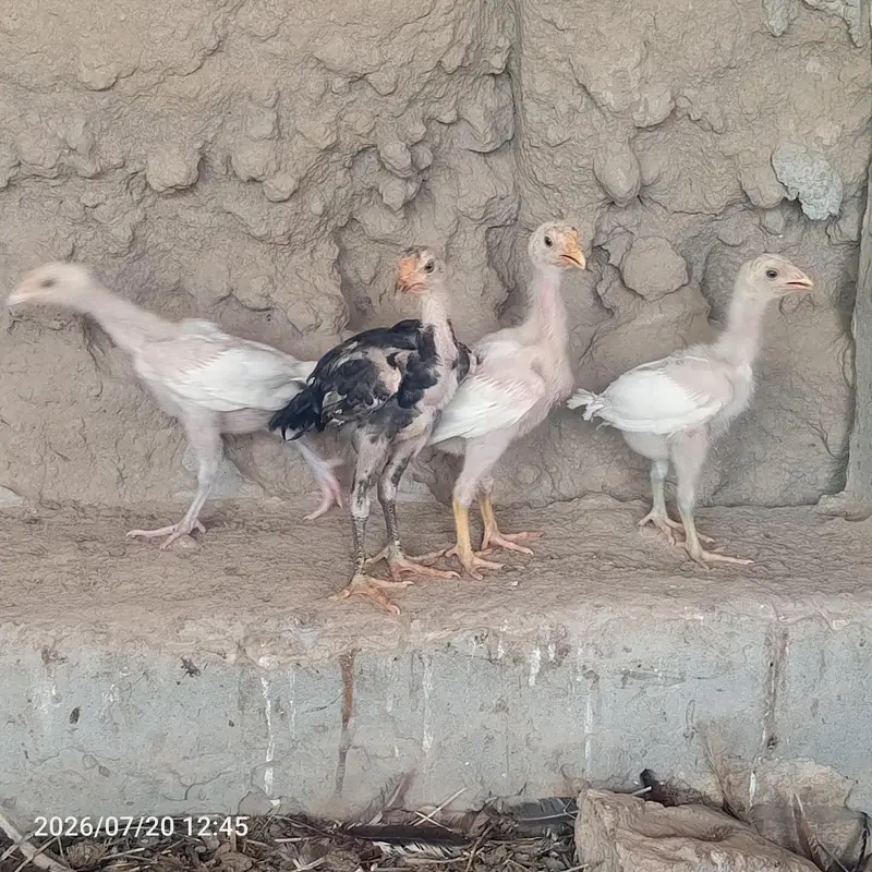 pure heera aseel bchy for sale 03023411262 — photo 6