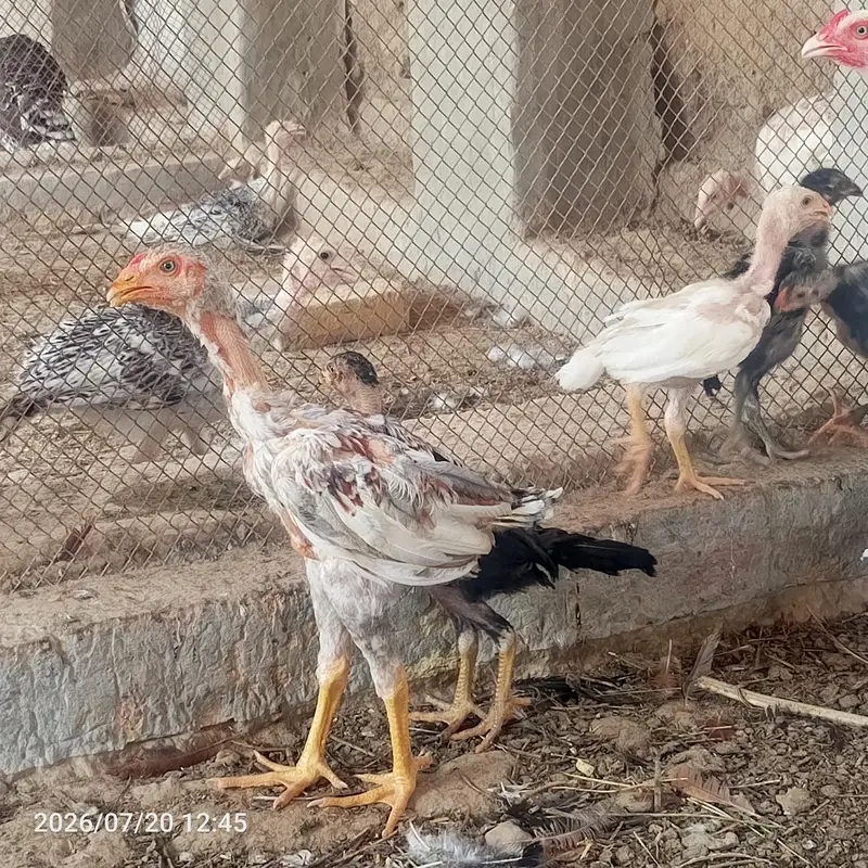 pure heera aseel bchy for sale 03023411262 — photo 7