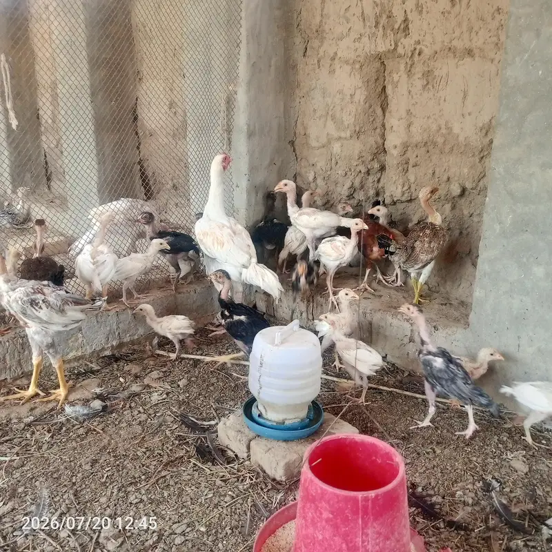 pure heera aseel bchy for sale 03023411262 — photo 8