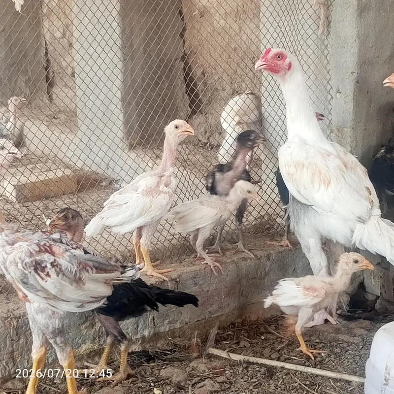 pure heera aseel bchy for sale 03023411262 — photo 9