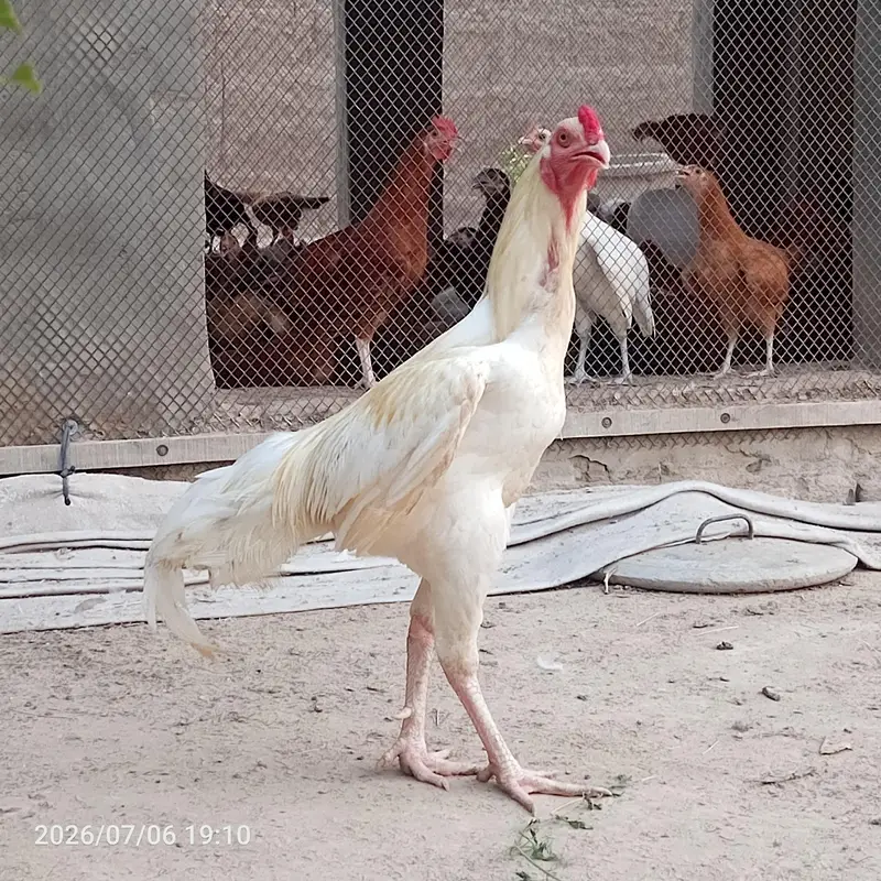 pure heera aseel bchy for sale 03023411262 — photo 10