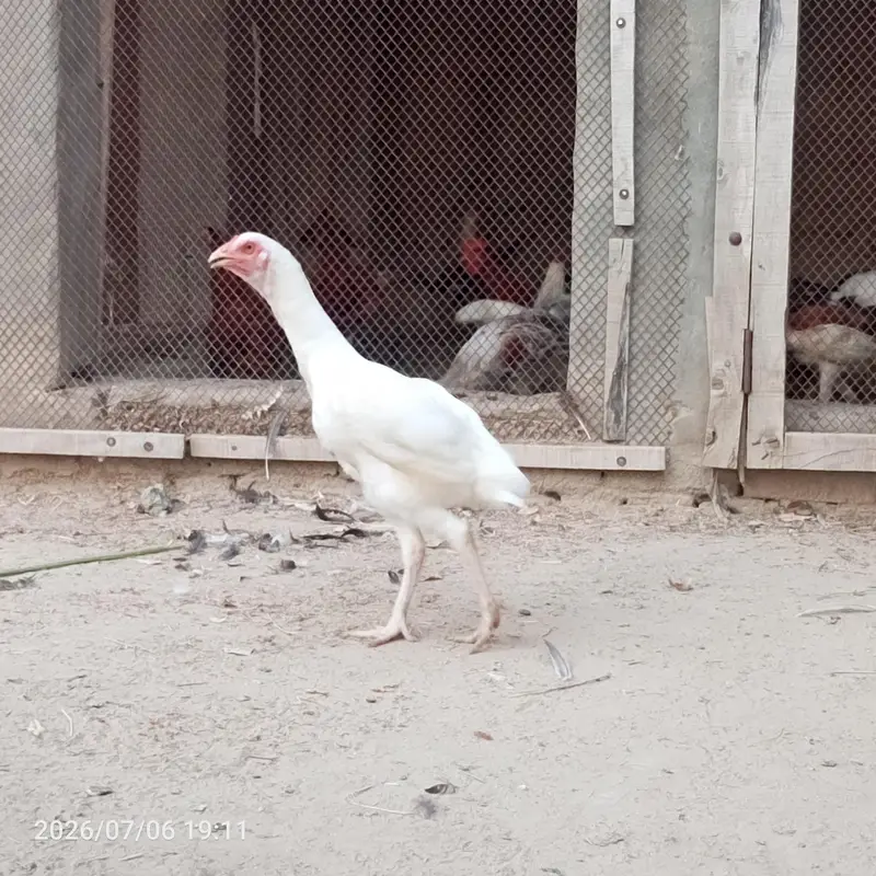 pure heera aseel bchy for sale 03023411262 — photo 11