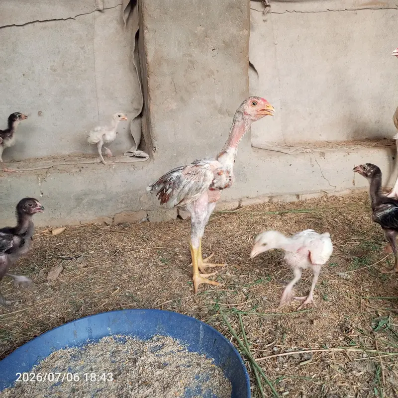 pure heera aseel bchy for sale 03023411262 — photo 12