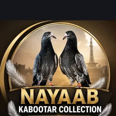 Top quality parwazi kaboter