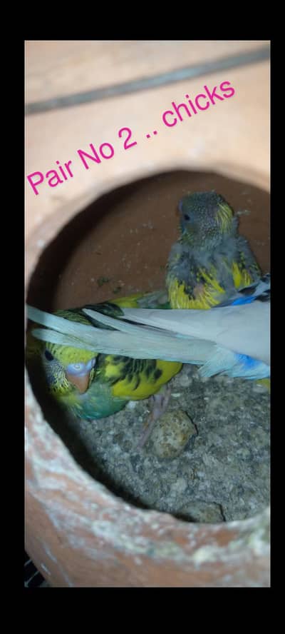 Budgies pairs with chicks
