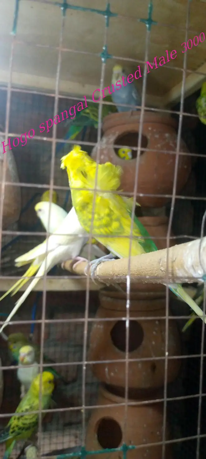 Budgies pairs with chicks — photo 2