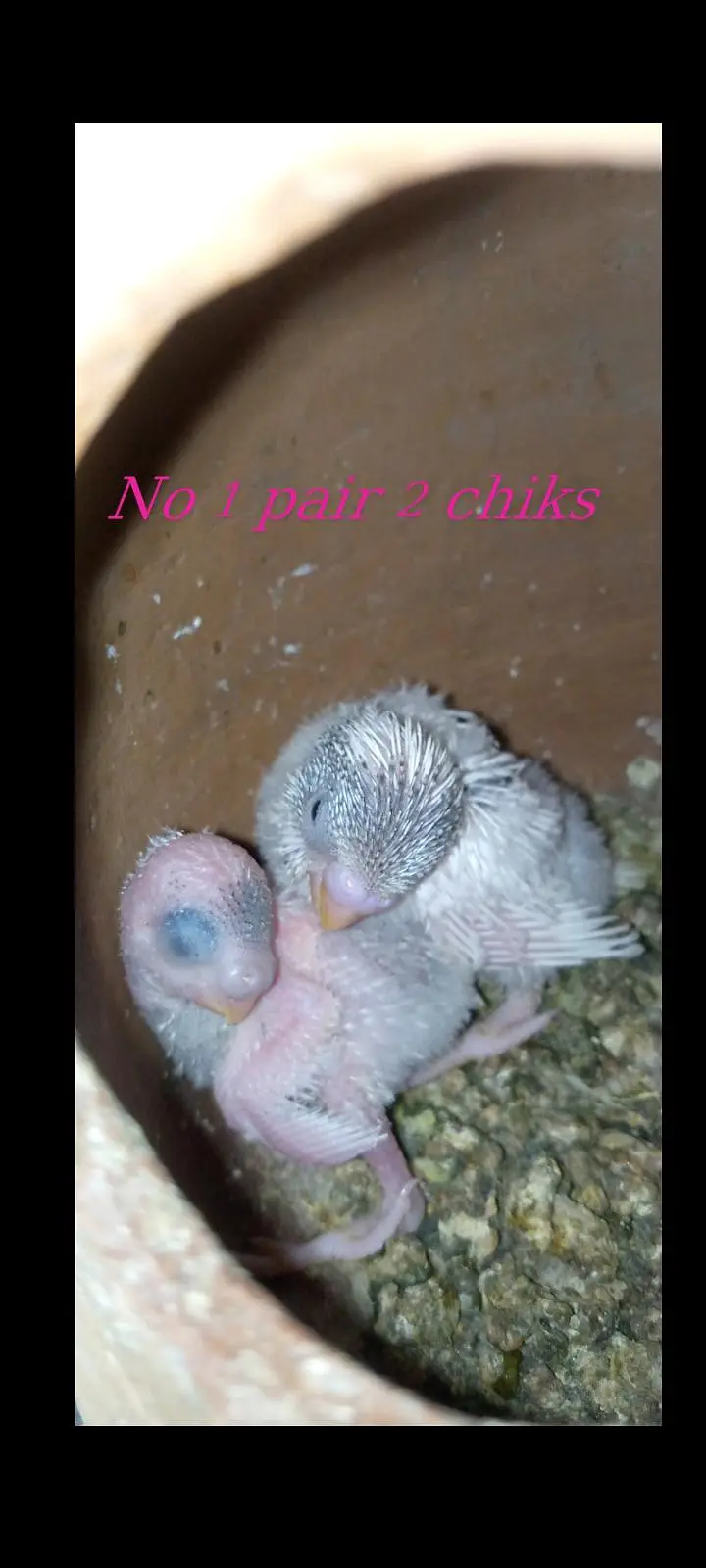 Budgies pairs with chicks — photo 3