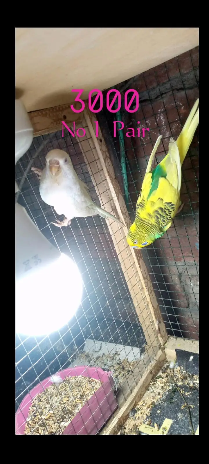 Budgies pairs with chicks — photo 4