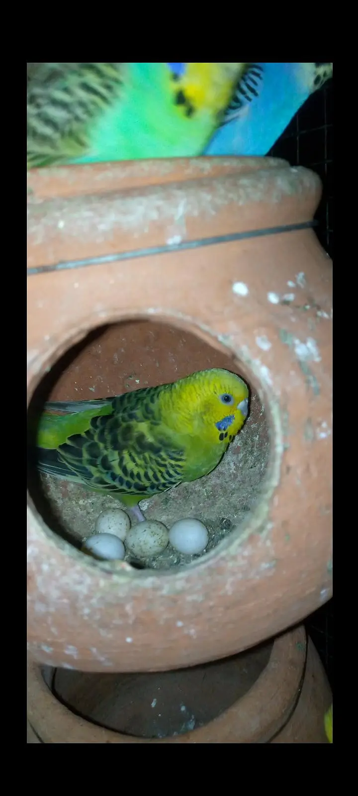 Budgies pairs with chicks — photo 5