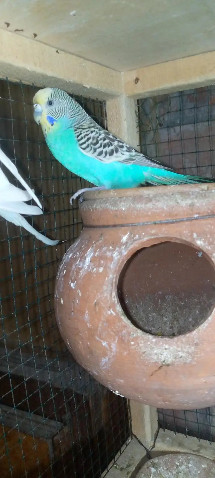 Budgies pairs with chicks — photo 6