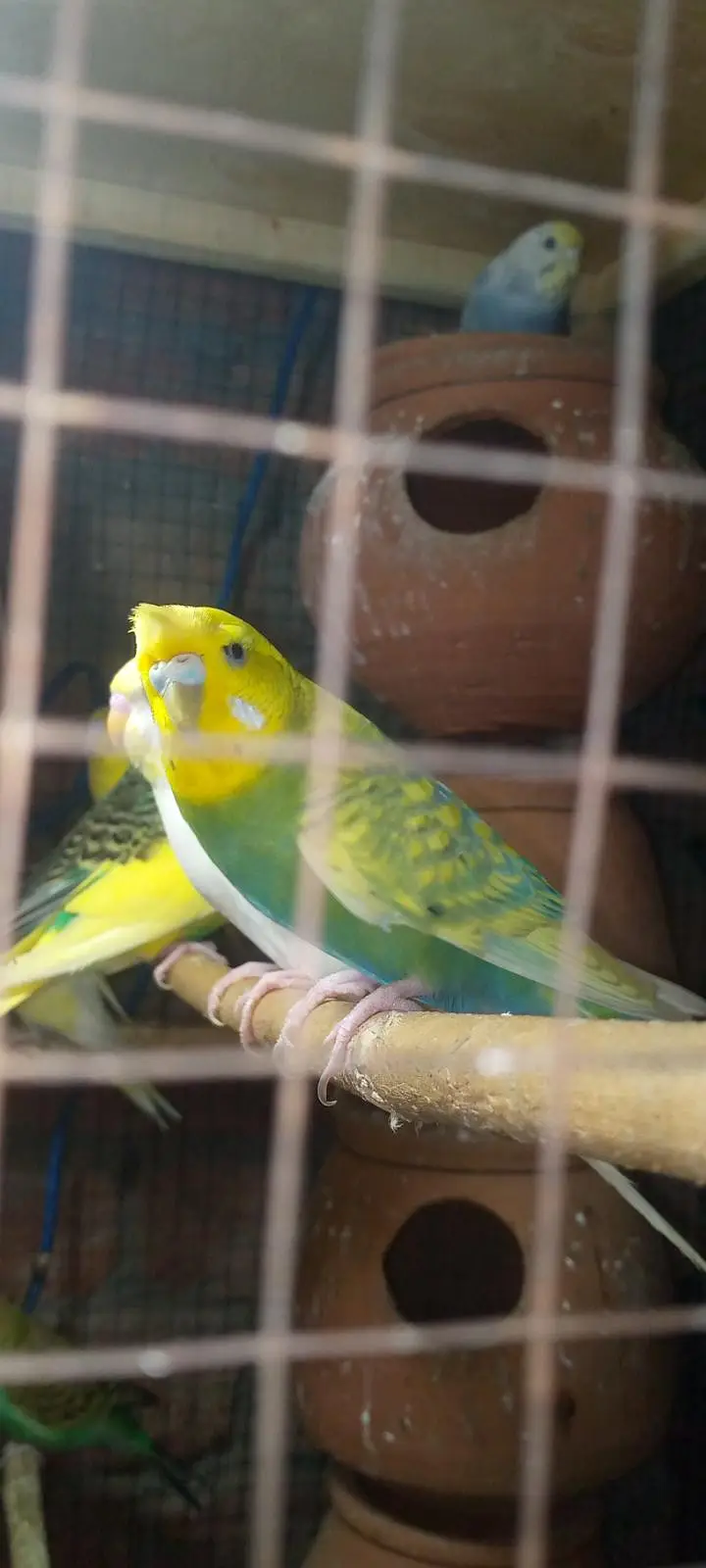 Budgies pairs with chicks — photo 7
