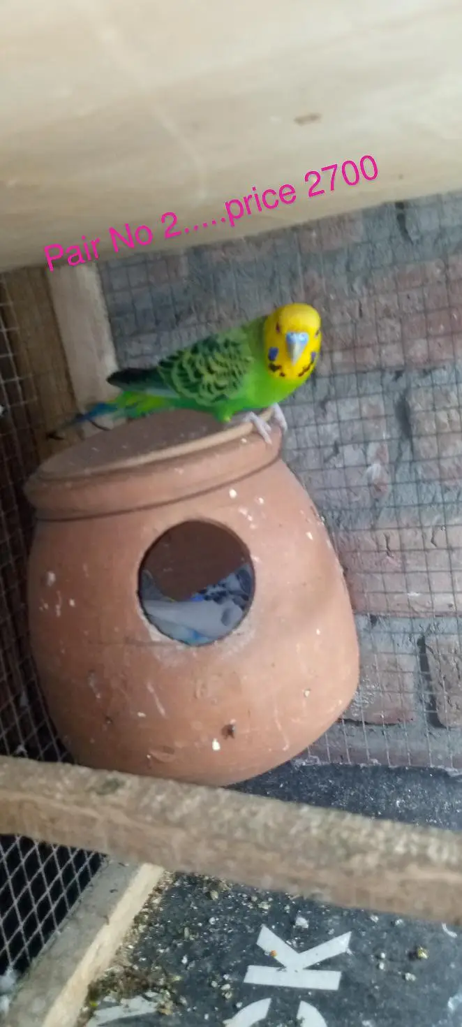 Budgies pairs with chicks — photo 8