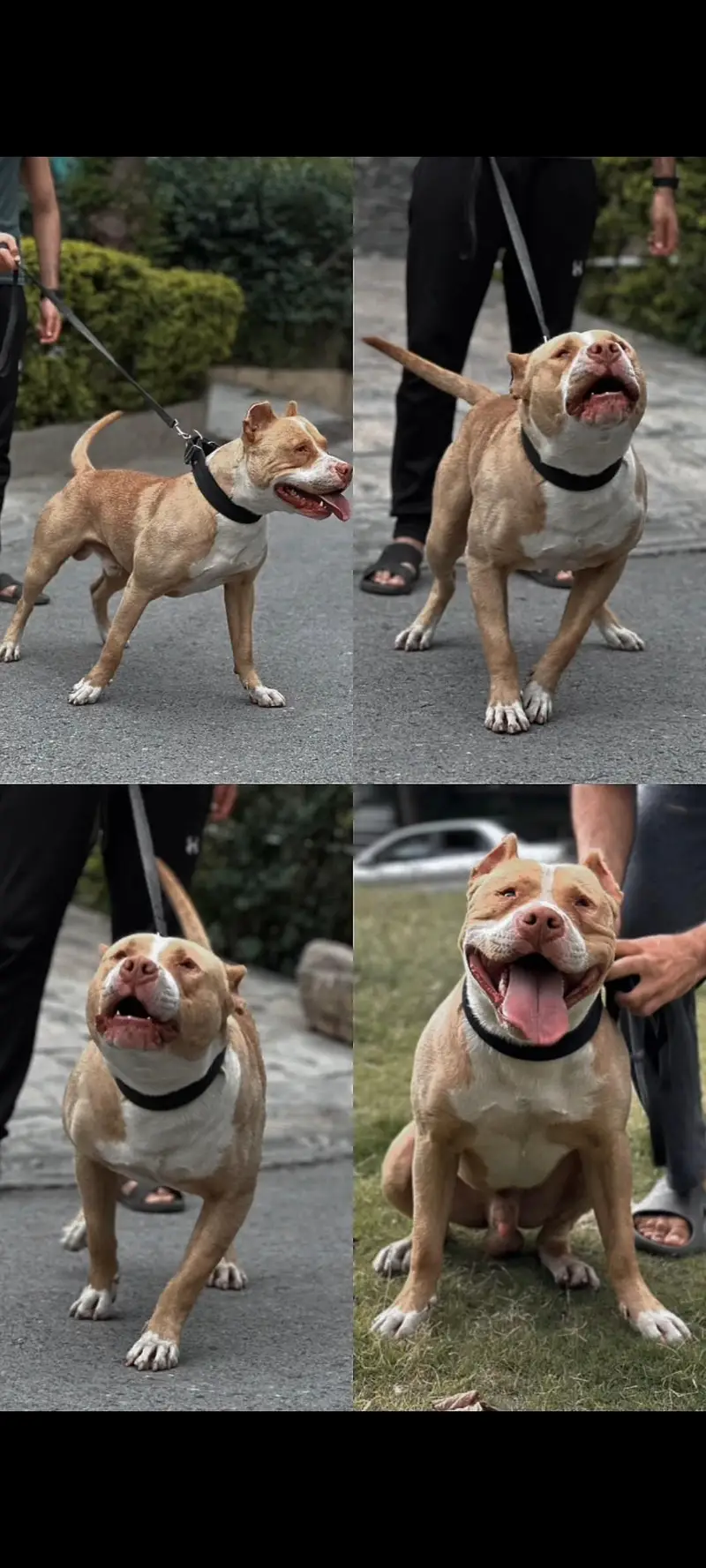 pitbull — photo 2