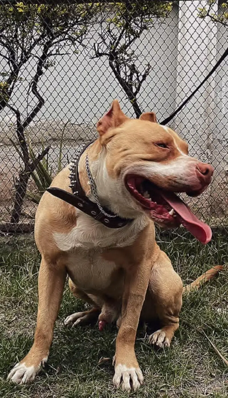pitbull — photo 4