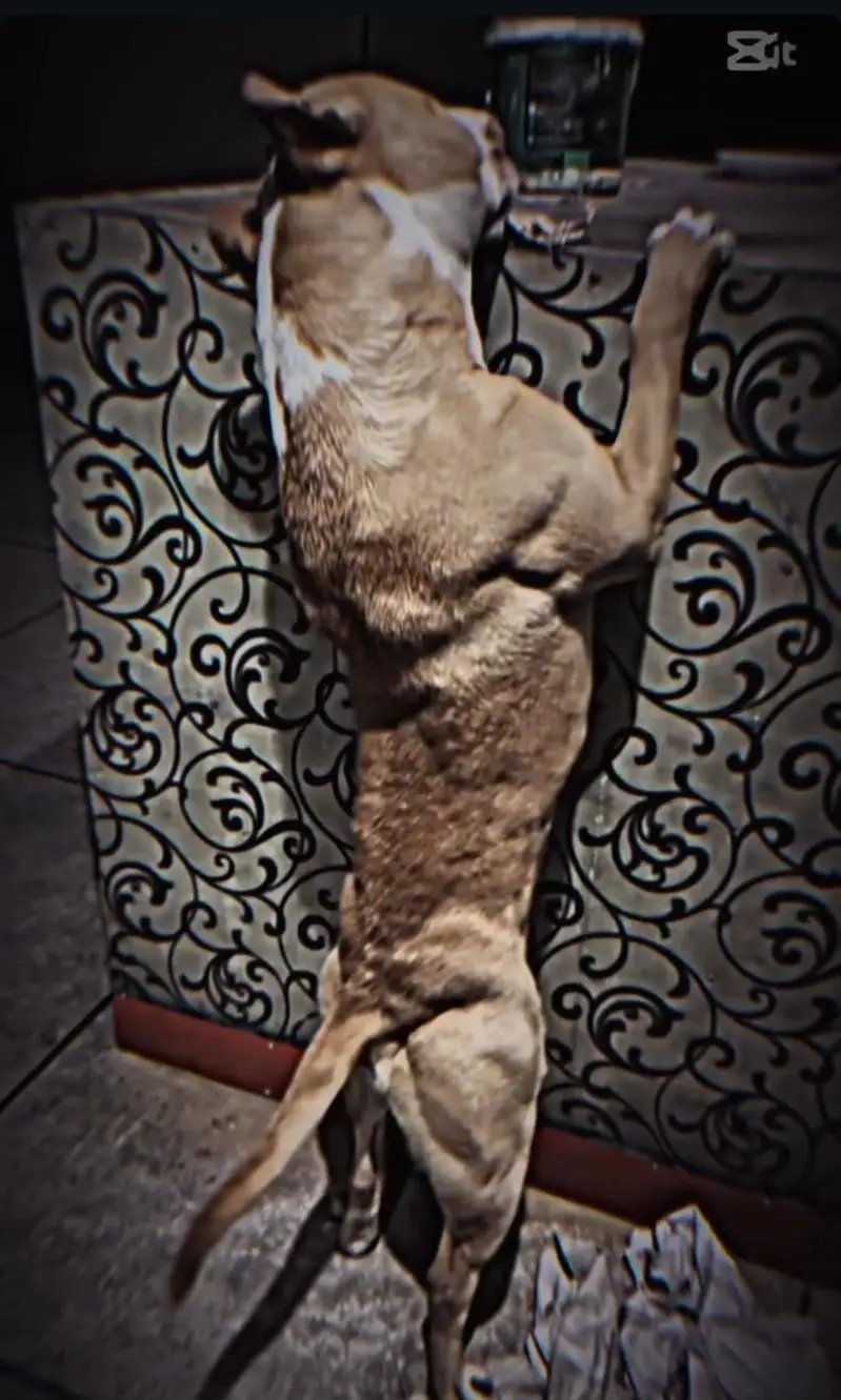 pitbull — photo 5