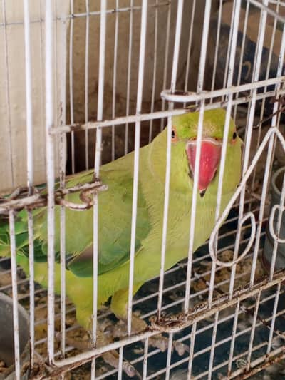 katha parrot female